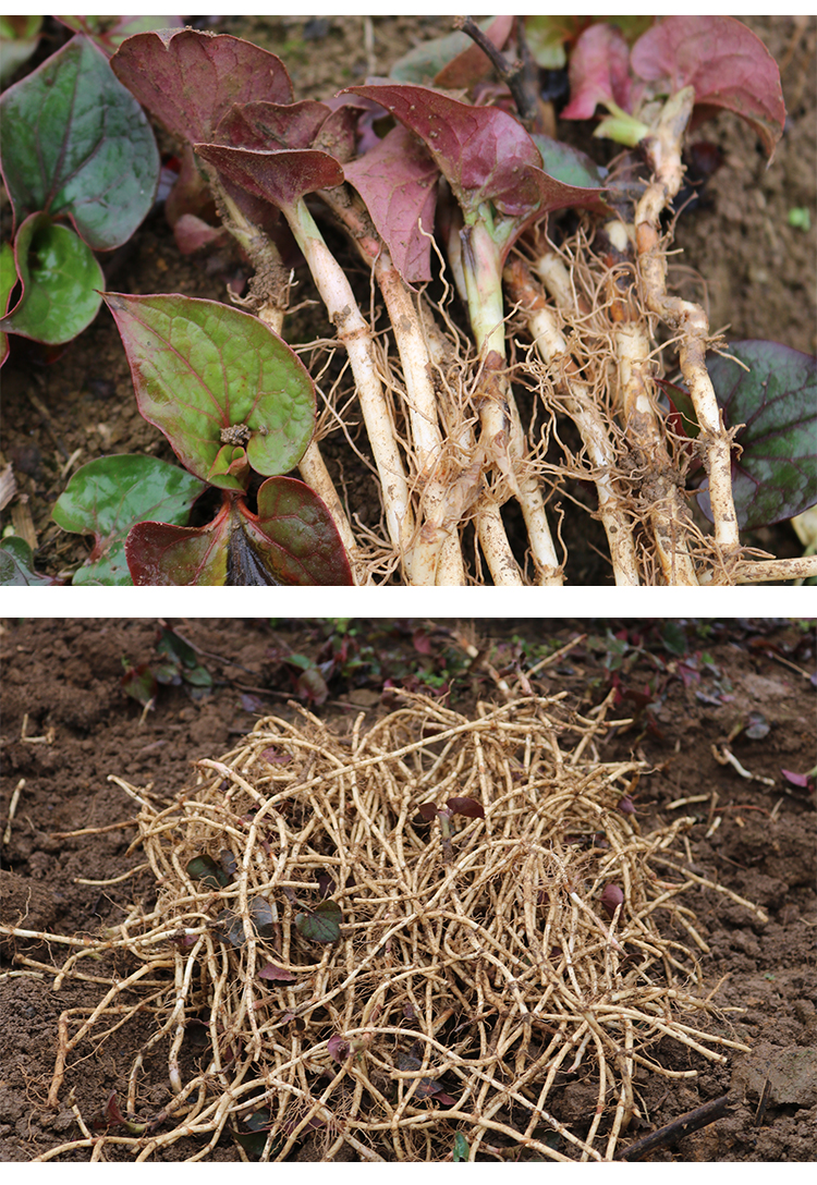 贵州新鲜鱼腥草折耳根2斤/4斤 嫩根凉拌现挖野菜